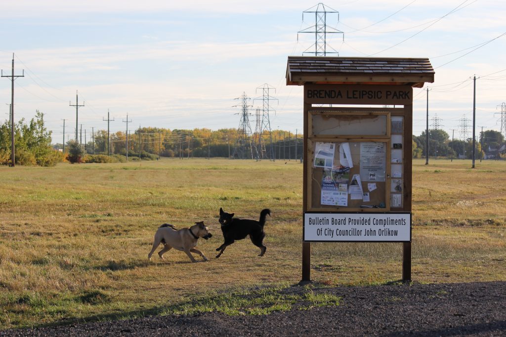 Dogs running around a bulletin board at Brenda Leipsic Park